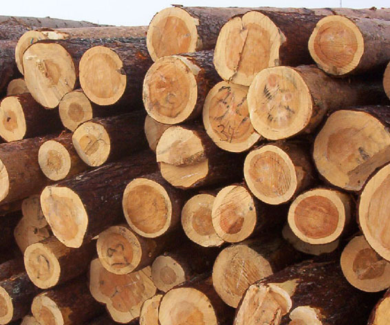 We choose a log or timber for your home, compare and analyze the characteristics and cost